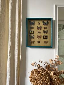 Framed paper butterflies